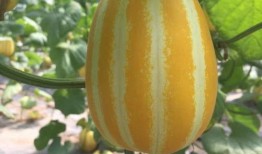 网红瓜在哪吃在哪个网站,揭秘瓜在哪吃，网站一网打尽